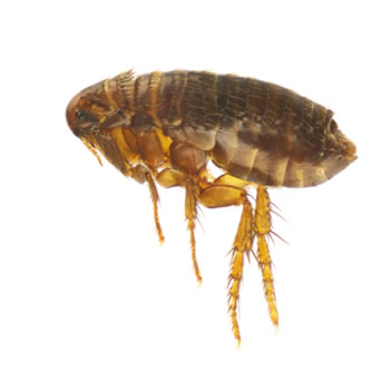 Pest Control Melbourne Fleas