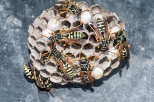 Wasp Melbourne Removal